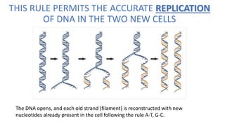 THIS RULE PERMITS THE ACCURATE REPLICATION
OF DNA IN THE TWO NEW CELLS
The DNA opens, and each old strand (filament) is reconstructed with new
nucleotides already present in the cell following the rule A-T, G-C.
 