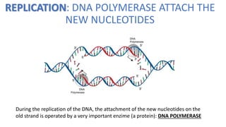 REPLICATION: DNA POLYMERASE ATTACH THE
NEW NUCLEOTIDES
During the replication of the DNA, the attachment of the new nucleotides on the
old strand is operated by a very important enzime (a protein): DNA POLYMERASE
 