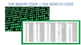 THE BINARY CODE = THE GENETIC CODE
 