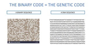THE BINARY CODE = THE GENETIC CODE
A BINARY SEQUENCE A DNA SEQUENCE
 