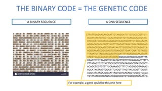 THE BINARY CODE = THE GENETIC CODE
A BINARY SEQUENCE A DNA SEQUENCE
For example, a gene could be this one here
 