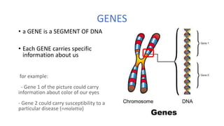 GENES
• a GENE is a SEGMENT OF DNA
• Each GENE carries specific
information about us
for example:
- Gene 1 of the picture could carry
information about color of our eyes
- Gene 2 could carry susceptibility to a
particular disease (=malattia)
 