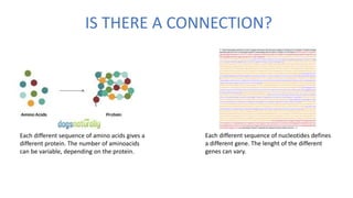 IS THERE A CONNECTION?
Each different sequence of amino acids gives a
different protein. The number of aminoacids
can be variable, depending on the protein.
Each different sequence of nucleotides defines
a different gene. The lenght of the different
genes can vary.
 