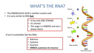 WHAT’S THE RNA?
• The RIBONUCLEIC ACID is another nucleic acid.
• It is very similar to DNA but:
• It has only ONE STRAND
• It’s shorter
• The sugar is a RIBOSE and not a
deoxy-ribose
It has 4 nucleotides like the DNA:
• Adenine
• Cytosine
• Guanine
• URACIL (substitutes the thymine)
 