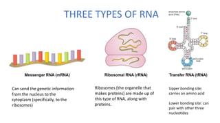 THREE TYPES OF RNA
Can send the genetic information
from the nucleus to the
cytoplasm (specifically, to the
ribosomes)
Ribosomes (the organelle that
makes proteins) are made up of
this type of RNA, along with
proteins.
Upper bonding site:
carries an amino acid
Lower bonding site: can
pair with other three
nucleotides
 