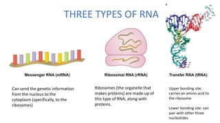 THREE TYPES OF RNA
Can send the genetic information
from the nucleus to the
cytoplasm (specifically, to the
ribosomes)
Ribosomes (the organelle that
makes proteins) are made up of
this type of RNA, along with
proteins.
Upper bonding site:
carries an amino acid to
the ribosome
Lower bonding site: can
pair with other three
nucleotides
 
