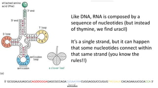THREE TYPES OF RNA
Can send the genetic information
from the nucleus to the
cytoplasm (specifically, to the
ribosomes)
Ribosomes (the organelle that
makes proteins) are made up of
this type of RNA, along with
proteins.
Upper bonding site:
carries an amino acid
Lower bonding site: can
pair with other three
nucleotides
Like DNA, RNA is composed by a
sequence of nucleotides (but instead
of thymine, we find uracil)
It’s a single strand, but it can happen
that some nucleotides connect within
that same strand (you know the
rules!!)
 