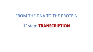 FROM THE DNA TO THE PROTEIN
1° step: TRANSCRIPTION
 