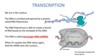 TRANSCRIPTION
Two drawings showing the
transcription
We are in the nucleus.
The DNA is unrolled and opened by a protein,
called RNA Polymerase.
The RNA Polymerase is able to create a strand
of RNA based on the template of the DNA.
This RNA is called messenger RNA (mRNA).
When it’s copied, the DNA closes again,
And the mRNA exits the nucleus…
 