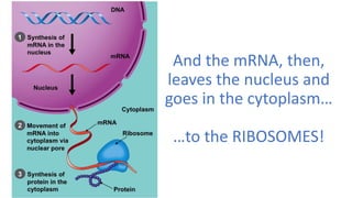 And the mRNA, then,
leaves the nucleus and
goes in the cytoplasm…
…to the RIBOSOMES!
 
