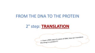 FROM THE DNA TO THE PROTEIN
2° step: TRANSLATION
 