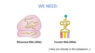 WE NEED:
( they are already in the cytoplasm…)
 