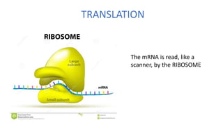 TRANSLATION
The mRNA is read, like a
scanner, by the RIBOSOME
 