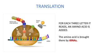 TRANSLATION
FOR EACH THREE LETTER IT
READS, AN AMINO ACID IS
ADDED.
The amino acid is brought
there by tRNAs.
 