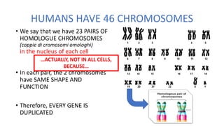 HUMANS HAVE 46 CHROMOSOMES
• We say that we have 23 PAIRS OF
HOMOLOGUE CHROMOSOMES
(coppie di cromosomi omologhi)
in the nucleus of each cell
• In each pair, the 2 chromosomes
have SAME SHAPE AND
FUNCTION
• Therefore, EVERY GENE IS
DUPLICATED
…ACTUALLY, NOT IN ALL CELLS,
BECAUSE…
 