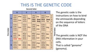 THIS IS THE GENETIC CODE
The genetic code is the
instructions on how to bind
the aminoacids depending
on the sequence of letters
of the DNA
The genetic code is NOT the
DNA information in your
cells.
That is called “genome”
(genoma).
 