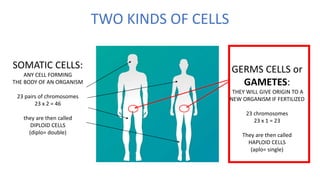 TWO KINDS OF CELLS
SOMATIC CELLS:
ANY CELL FORMING
THE BODY OF AN ORGANISM
23 pairs of chromosomes
23 x 2 = 46
they are then called
DIPLOID CELLS
(diplo= double)
GERMS CELLS or
GAMETES:
THEY WILL GIVE ORIGIN TO A
NEW ORGANISM IF FERTILIZED
23 chromosomes
23 x 1 = 23
They are then called
HAPLOID CELLS
(aplo= single)
 