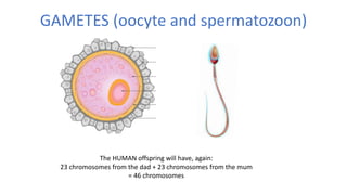GAMETES (oocyte and spermatozoon)
The HUMAN offspring will have, again:
23 chromosomes from the dad + 23 chromosomes from the mum
= 46 chromosomes
 