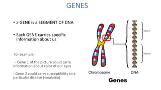 GENES
• a GENE is a SEGMENT OF DNA
• Each GENE carries specific
information about us
for example:
- Gene 1 of the picture could carry
information about color of our eyes
- Gene 2 could carry susceptibility to a
particular disease (=malattia)
 