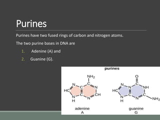 Purines
Purines have two fused rings of carbon and nitrogen atoms.
The two purine bases in DNA are
1. Adenine (A) and
2. Guanine (G).
 