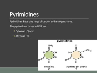 Pyrimidines
Pyrimidines have one rings of carbon and nitrogen atoms.
The pyrimidines bases in DNA are
1.Cytosine (C) and
2.Thymine (T).
 