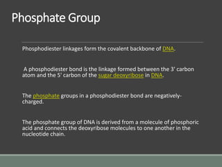 Phosphate Group
Phosphodiester linkages form the covalent backbone of DNA.
A phosphodiester bond is the linkage formed between the 3' carbon
atom and the 5' carbon of the sugar deoxyribose in DNA.
The phosphate groups in a phosphodiester bond are negatively-
charged.
The phosphate group of DNA is derived from a molecule of phosphoric
acid and connects the deoxyribose molecules to one another in the
nucleotide chain.
 