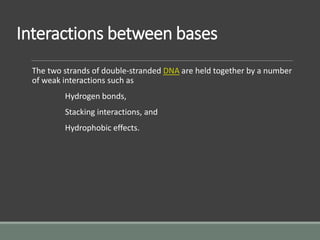 Interactions between bases
The two strands of double-stranded DNA are held together by a number
of weak interactions such as
Hydrogen bonds,
Stacking interactions, and
Hydrophobic effects.
 