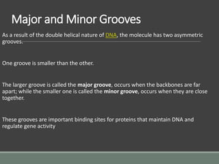 Major and Minor Grooves
As a result of the double helical nature of DNA, the molecule has two asymmetric
grooves.
One groove is smaller than the other.
The larger groove is called the major groove, occurs when the backbones are far
apart; while the smaller one is called the minor groove, occurs when they are close
together.
These grooves are important binding sites for proteins that maintain DNA and
regulate gene activity
 