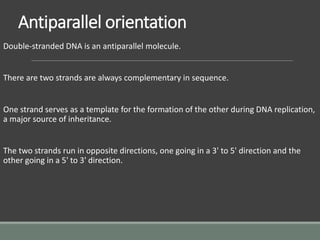 Antiparallel orientation
Double-stranded DNA is an antiparallel molecule.
There are two strands are always complementary in sequence.
One strand serves as a template for the formation of the other during DNA replication,
a major source of inheritance.
The two strands run in opposite directions, one going in a 3' to 5' direction and the
other going in a 5' to 3' direction.
 