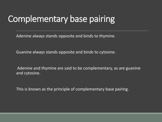 Complementary base pairing
Adenine always stands opposite and binds to thymine.
Guanine always stands opposite and binds to cytosine.
Adenine and thymine are said to be complementary, as are guanine
and cytosine.
This is known as the principle of complementary base pairing.
 