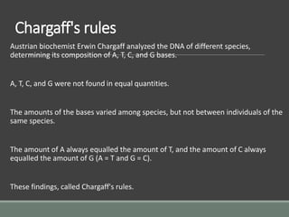 Chargaff's rules
Austrian biochemist Erwin Chargaff analyzed the DNA of different species,
determining its composition of A, T, C, and G bases.
A, T, C, and G were not found in equal quantities.
The amounts of the bases varied among species, but not between individuals of the
same species.
The amount of A always equalled the amount of T, and the amount of C always
equalled the amount of G (A = T and G = C).
These findings, called Chargaff's rules.
 