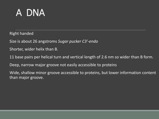 A DNA
Right handed
Size is about 26 angstroms Sugar pucker C3'-endo
Shorter, wider helix than B.
11 base pairs per helical turn and vertical length of 2.6 nm so wider than B form.
Deep, narrow major groove not easily accessible to proteins
Wide, shallow minor groove accessible to proteins, but lower information content
than major groove.
 