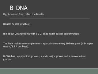 B DNA
Right-handed form called the B-helix.
Double helical structure.
It is about 20 angstroms with a C-2' endo sugar pucker conformation.
The helix makes one complete turn approximately every 10 base pairs (= 34 A per
repeat/3.4 A per base).
B-DNA has two principal grooves, a wide major groove and a narrow minor
groove.
 