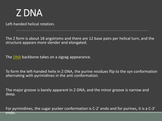 Z DNA
Left-handed helical rotation.
The Z form is about 18 angstroms and there are 12 base pairs per helical turn, and the
structure appears more slender and elongated.
The DNA backbone takes on a zigzag appearance.
To form the left-handed helix in Z-DNA, the purine residues flip to the syn conformation
alternating with pyrimidines in the anti conformation.
The major groove is barely apparent in Z-DNA, and the minor groove is narrow and
deep.
For pyrimidines, the sugar pucker conformation is C-2' endo and for purines, it is a C-3'
endo.
 