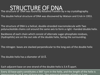 STRUCTURE OF DNA
The structure of DNA was found by Rosalind Franklin by x-ray crystallography.
The double helical structure of DNA was discovered by Watson and Crick in 1953.
The structure of DNA is a helical, double-stranded macromolecule with Two
polynucleotide chains coil around the same axis to form a right –handed double helix.
Backbone of each chain which consist of alternate sugar-phosphate residues,
(hydrophilic) are on the out side of the double helix, facing the surrounding.
The nitrogen bases are stacked perpendicular to the long axis of the double helix
The double-helix has a diameter of 10 Å.
Each adjacent base on one strand of the double-helix is 3.4 Å apart.
Every 10 base-pairs constitutes a 360° turn in the helix, and the length of the helix is
 