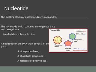 Nucleotide
The building blocks of nucleic acids are nucleotides.
The nucleotide which contains a nitrogenous base
and deoxyribose
is called deoxyribonucleoside.
A nucleotide in the DNA chain consists of three
parts:
A nitrogenous base,
A phosphate group, and
A molecule of deoxyribose
 