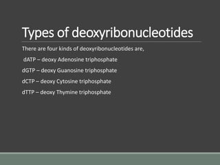 Types of deoxyribonucleotides
There are four kinds of deoxyribonucleotides are,
dATP – deoxy Adenosine triphosphate
dGTP – deoxy Guanosine triphosphate
dCTP – deoxy Cytosine triphosphate
dTTP – deoxy Thymine triphosphate
 