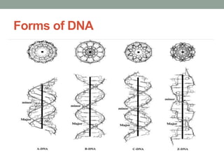 Forms of DNA
 