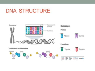 DNA STRUCTURE
 