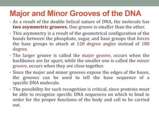 Major and Minor Grooves of the DNA
• As a result of the double helical nature of DNA, the molecule has
two asymmetric grooves. One groove is smaller than the other.
• This asymmetry is a result of the geometrical configuration of the
bonds between the phosphate, sugar, and base groups that forces
the base groups to attach at 120 degree angles instead of 180
degree.
• The larger groove is called the major groove, occurs when the
backbones are far apart; while the smaller one is called the minor
groove, occurs when they are close together.
• Since the major and minor grooves expose the edges of the bases,
the grooves can be used to tell the base sequence of a
specific DNA molecule.
• The possibility for such recognition is critical, since proteins must
be able to recognize specific DNA sequences on which to bind in
order for the proper functions of the body and cell to be carried
out.
 