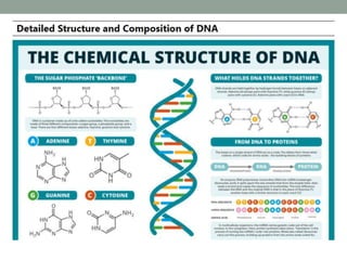 • DNA is a double-stranded helix.
• That is each DNA molecule is comprised of two biopolymer
strands coiling around each o...