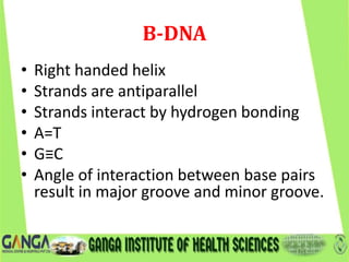 B-DNA
• Right handed helix
• Strands are antiparallel
• Strands interact by hydrogen bonding
• A=T
• G≡C
• Angle of interaction between base pairs
result in major groove and minor groove.
 