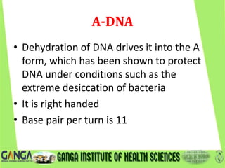 A-DNA
• Dehydration of DNA drives it into the A
form, which has been shown to protect
DNA under conditions such as the
extreme desiccation of bacteria
• It is right handed
• Base pair per turn is 11
 