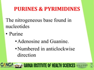 PURINES & PYRIMIDINES
The nitrogeneous base found in
nucleotides
• Purine
•Adenosine and Guanine.
•Numbered in anticlockwise
direction
 
