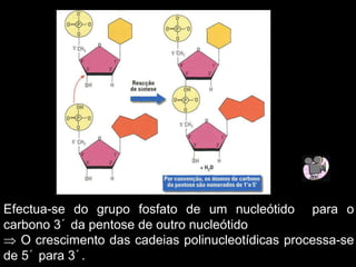 Efectua-se do grupo fosfato de um nucleótido para o
carbono 3´ da pentose de outro nucleótido
 O crescimento das cadeias polinucleotídicas processa-se
de 5´ para 3´.
 