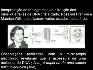 Interpretação de radiogramas da difracção dos
raios -X através de DNA cristalizado. Rosalind Franklin e
Maurice Wilkins realizaram vários estudos nesta área.
Observações realizadas com o microscópio
electrónico revelaram que a espessura de uma
molécula de DNA ( 2nm) é dupla da de uma cadeia
polinucleotídica (1nm).
 