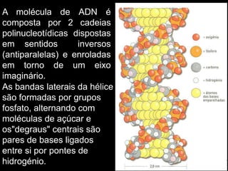 A molécula de ADN é
composta por 2 cadeias
polinucleotídicas dispostas
em sentidos inversos
(antiparalelas) e enroladas
em torno de um eixo
imaginário.
As bandas laterais da hélice
são formadas por grupos
fosfato, alternando com
moléculas de açúcar e
os"degraus" centrais são
pares de bases ligados
entre si por pontes de
hidrogénio.
 
