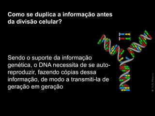 Como se duplica a informação antes
da divisão celular?
Sendo o suporte da informação
genética, o DNA necessita de se auto-
reproduzir, fazendo cópias dessa
informação, de modo a transmiti-la de
geração em geração
 