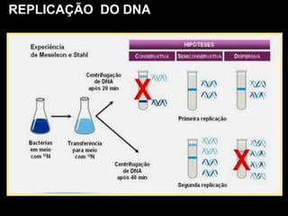 REPLICAÇÃO DO DNA
 