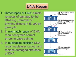 DNA.ppt